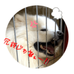 サモエド メルコ