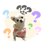 おばあちゃん家のちょこ