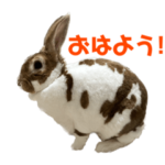 うさぎのちゃちゃまる！