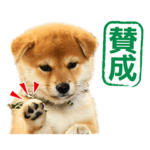 二代目 和風総本家・豆助