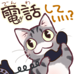 アメショのはなたん