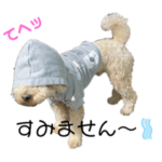 トイプードルのエイトくん。