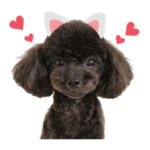 トイプードルのリリー