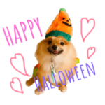 ポメラニアンのなるちゃん