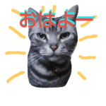 我が家のナルト