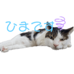 うちのねこ　ナルト