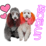 高木家のナルト＆アズキちゃん