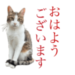 あわびくんスタンプ①-2