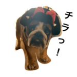 ブルドッグあわびちゃん