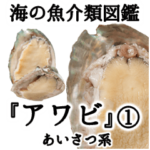 水生生物集『アワビ』ver.1 挨拶系