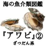水生生物集『アワビ』ver.2 雑談系