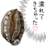 アワビちゃん♡ 
