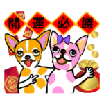 チワワは恋に落ち、旧正月を祝っている。