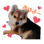 ポメ豆柴のマメ吉くん