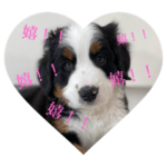 バーニーズのトトロくん