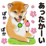 ♡ずっと使える　シバ犬