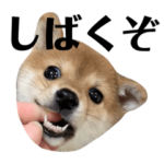 豆柴ラムちゃん　関西弁編