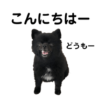 黒ポメおばさん