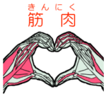 筋肉さんと筋肉