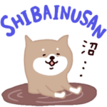◯SHIBAINUさん◯年中使える！