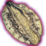 クソでっけえアワビ