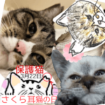 学生と考えた使える32個～さくら耳を常識に