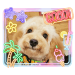 かわちいぺっとたち