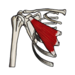 筋肉マニアックスタンプ