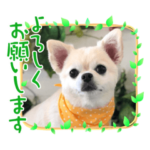 愛犬：マメ