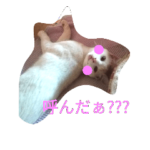 ラファエロ猫さん