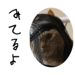 とらしゃんかわちい