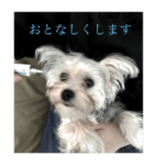 マルキーの仔犬モモちゃんは受験生を応援中