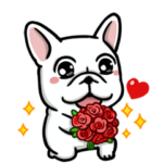 DOCA 明るすぎる犬3