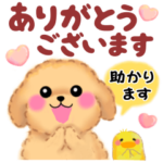 かわいいトイプードル「長文」