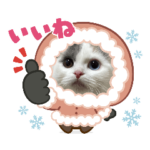 スコティッシュフォールド雪