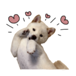 かわいい柴犬の万能スタンプ★感情編