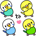 インコ小さい♪