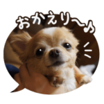 可愛い！チワワのチコちゃんスタンプ