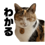 おもしろかわいい三毛猫千代ちゃんスタンプ