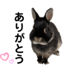 うさぎの凛スタンプ