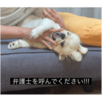 ペキニーズのとろろ（字幕）