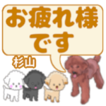 杉山「すぎやま」さんのトイプードル会話