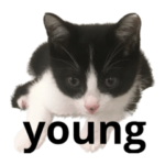 きびたろう文字入り