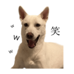 つーくんの割と使えるスタンプ