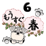 シュナウザー 6『そろそろ春ですね』