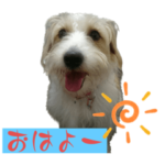 ひろさんちの可愛い❤️もふもふ