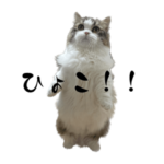 ちいめーろどったーの弍