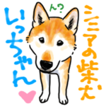 シニアの柴犬　いっちゃん