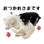 かわいい柴犬の万能敬語スタンプ★日常編