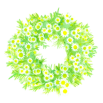 カモミールの花束をあなたに